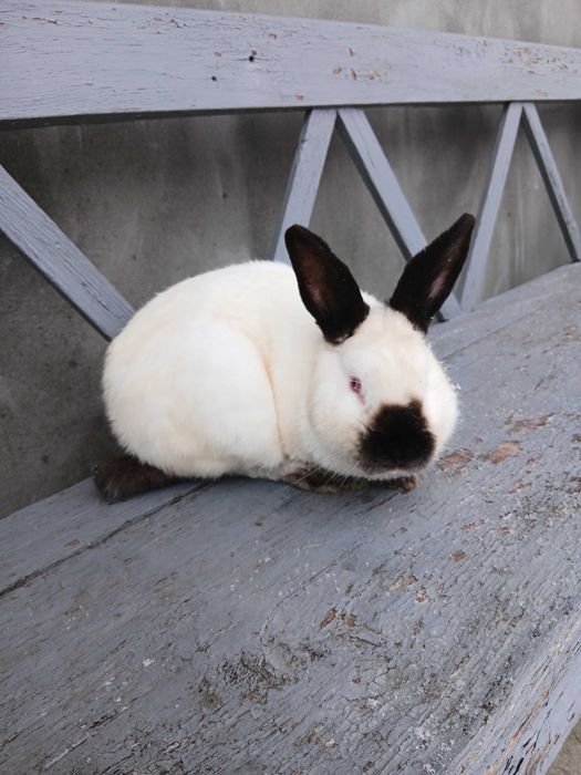 Продам кролика каліфорнійської породи