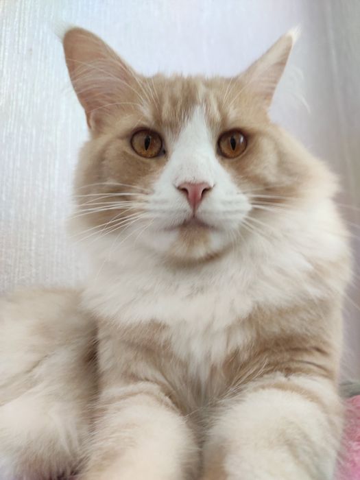 Мейн Кун на вязку