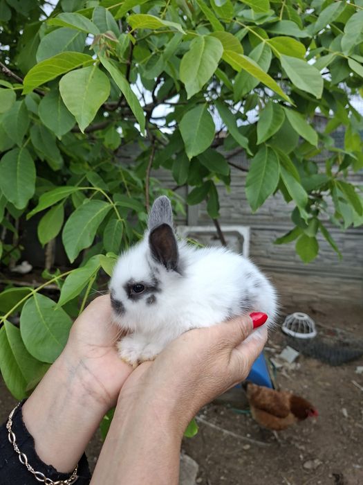 Króliki karzełki i mini lop.