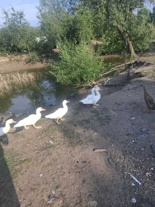Sprzedan Gęsi 'Kaczki