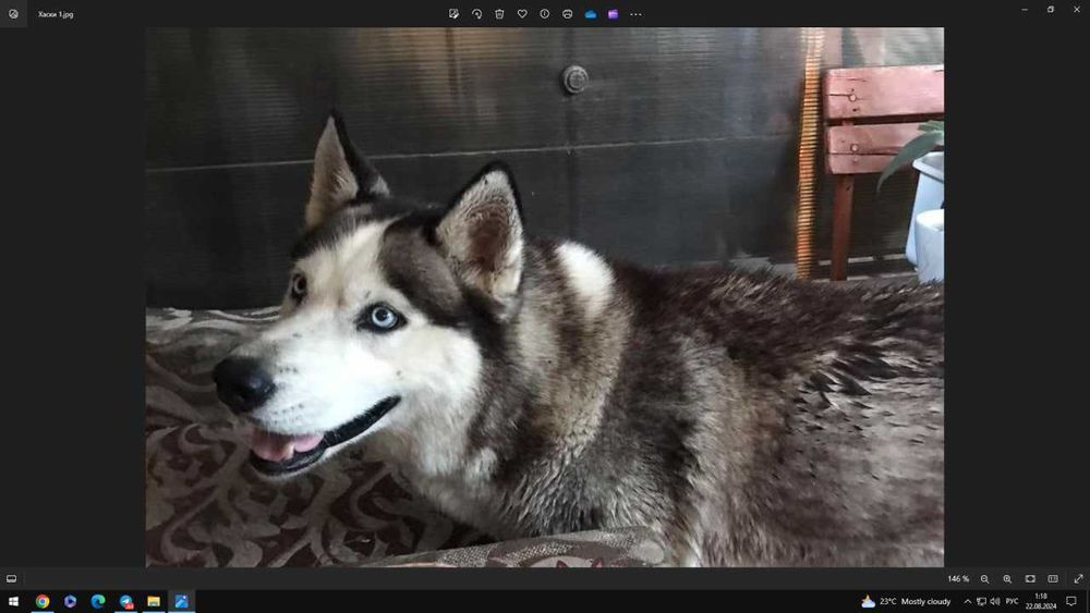 Ищет семью дом хаски мальчик кобель молодой харьков бесплатно