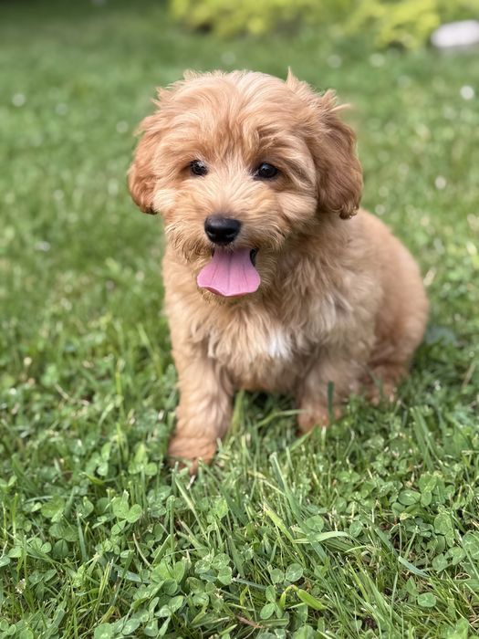 Mini goldendoodle F1 B piesek