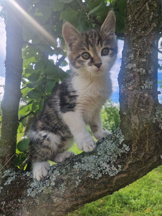 Кошенятко останнє в добрі руки
