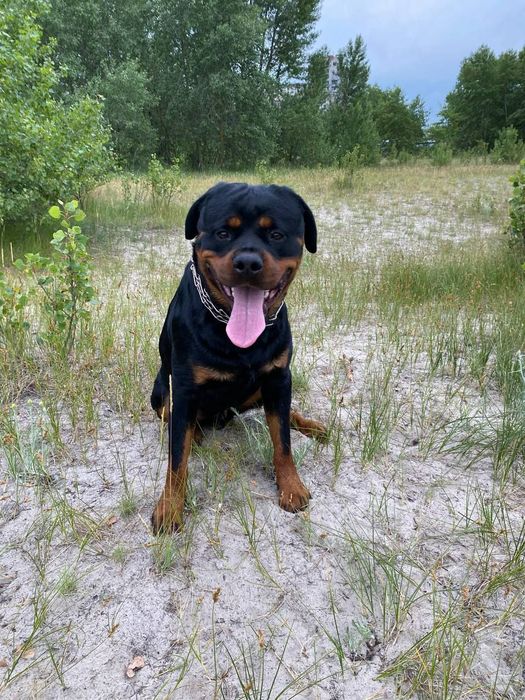 Ротвейлер ищет невесту