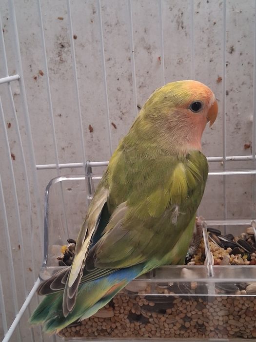 Roseicollis fêmea arlequim nova