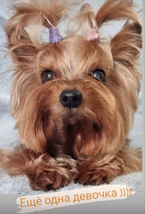 Передержка собак