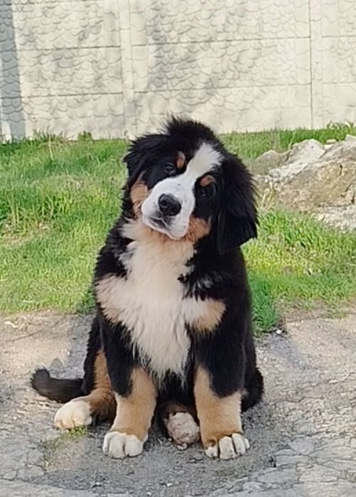 Девочка Таллина, 3.5 месяца.КСУ.