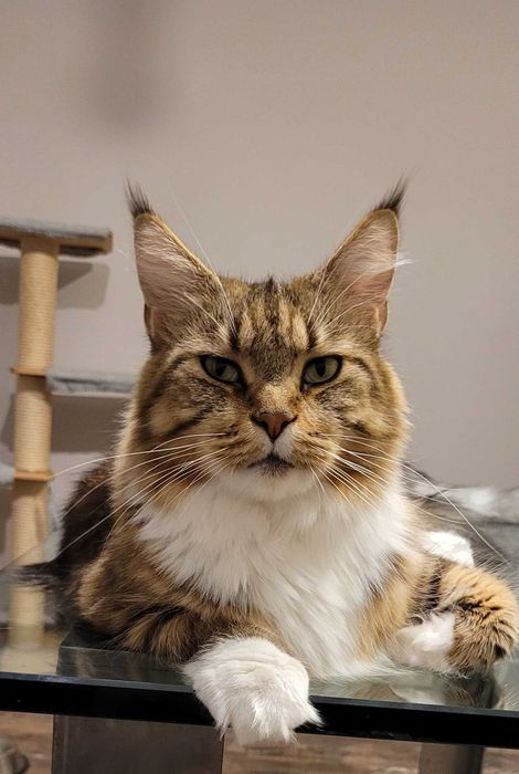 Sprzedam kotkę Maine Coon