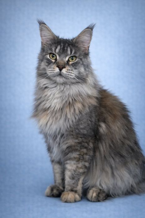 Девочка для семьи и любви