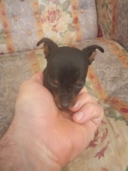 Pinscher miniatura
