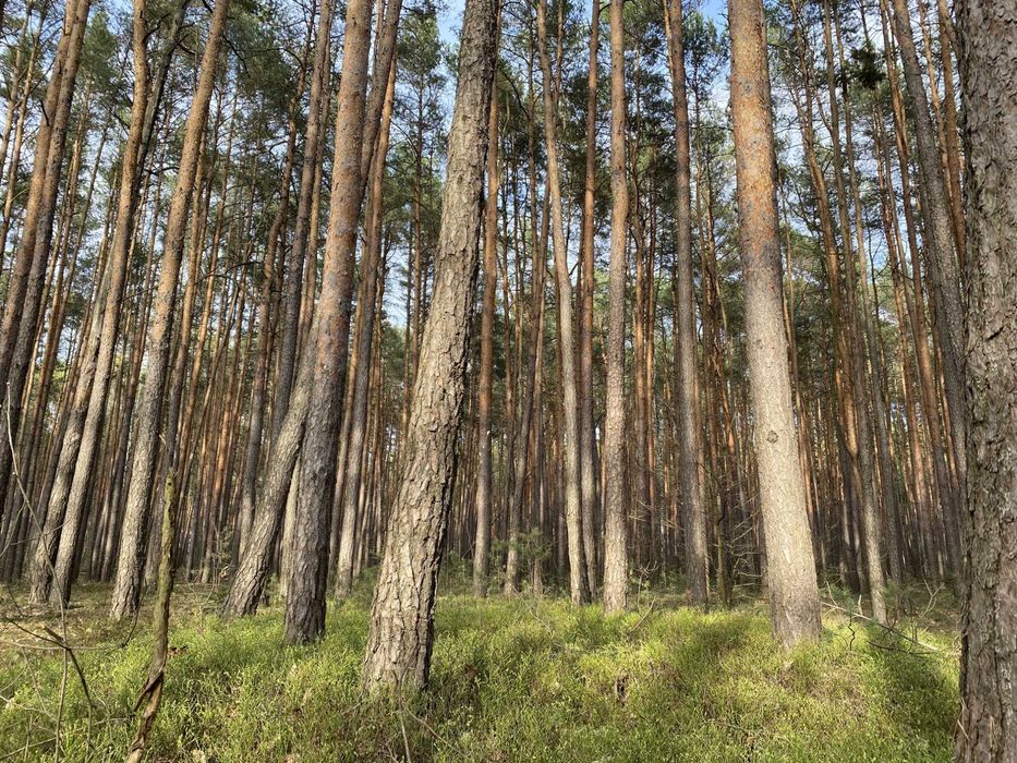 Działka leśna 2500 m² z warunkami zabudowy Osiedle Wilga pod Warszawą – pohled 4