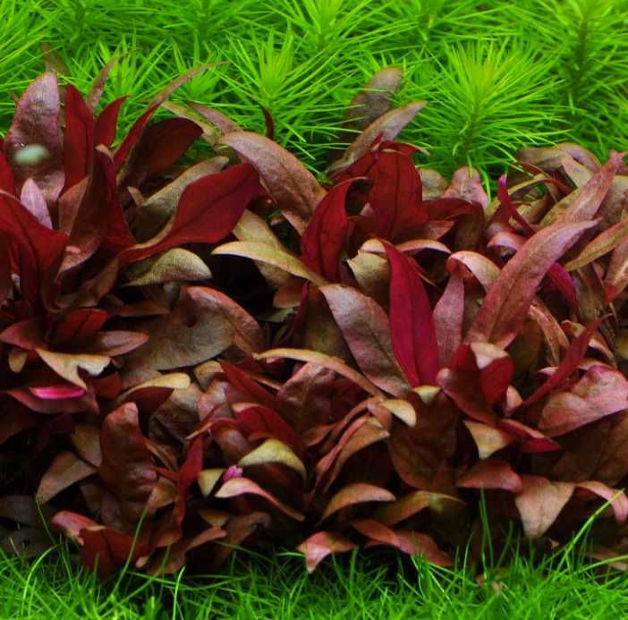 Альтернантера Мини. Рослини для акваріума