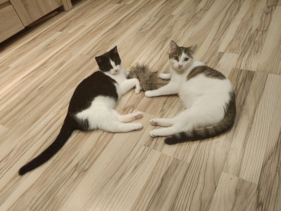 Kocurki do adopcji