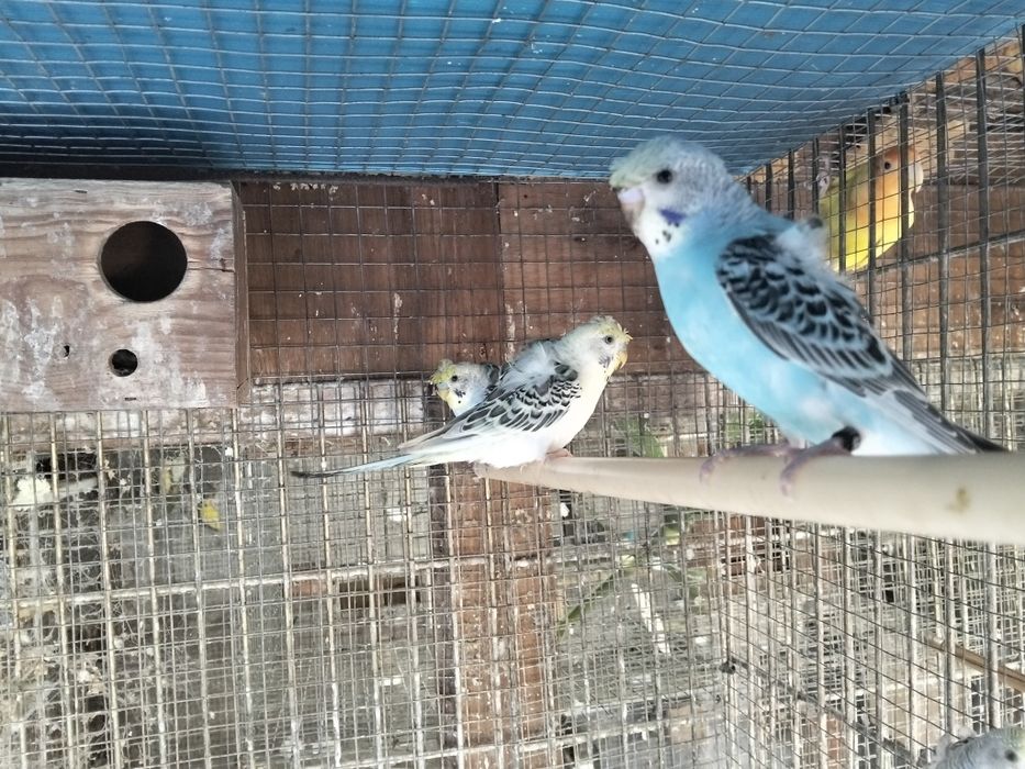 Piriquitos Harogromos e Australianos