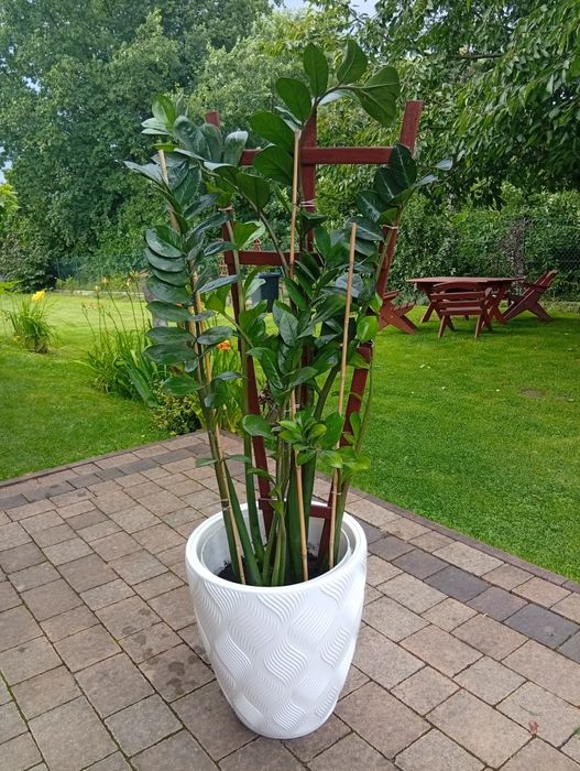 Zamiokulkas, zamia kwiat doniczkowy