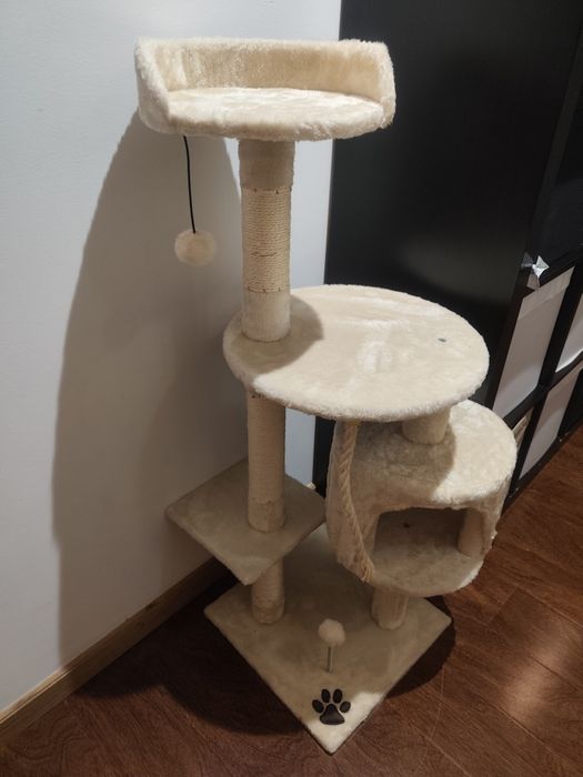 Gatinho 1 ano adoção responsável