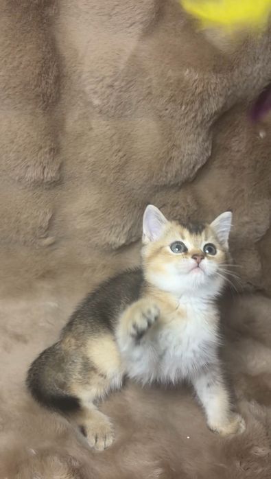 Скоттіш страйт дівчинка