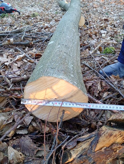 Baliki  grabowe okazja!!