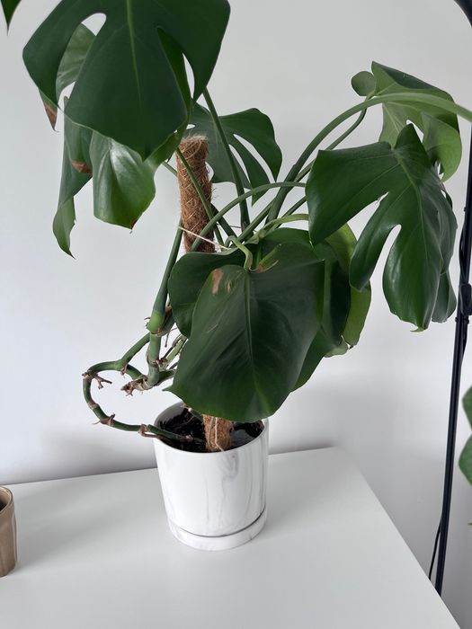 Monstera kwiat z doniczką