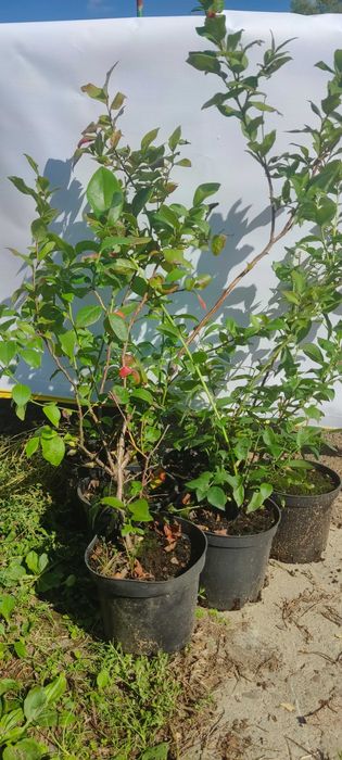 Borówka Amerykańska sadzonki 70-80cm owocujące okazja!