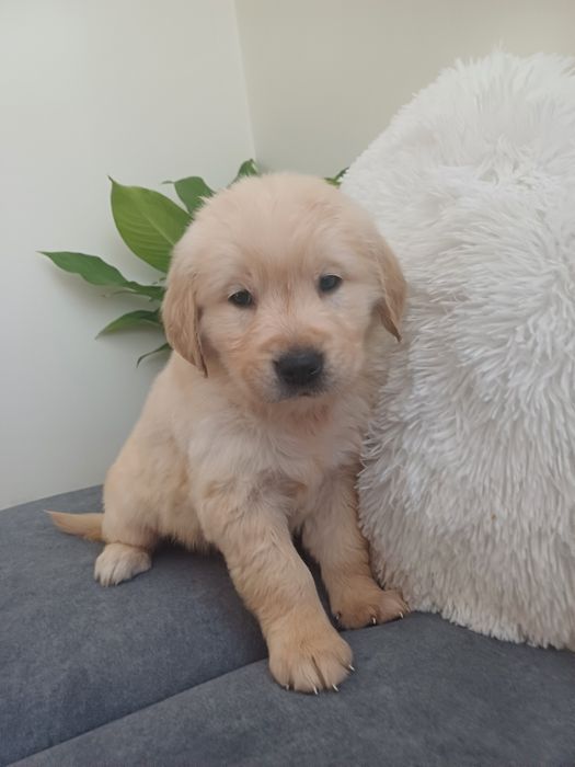 Suczka rasy Golden retriever