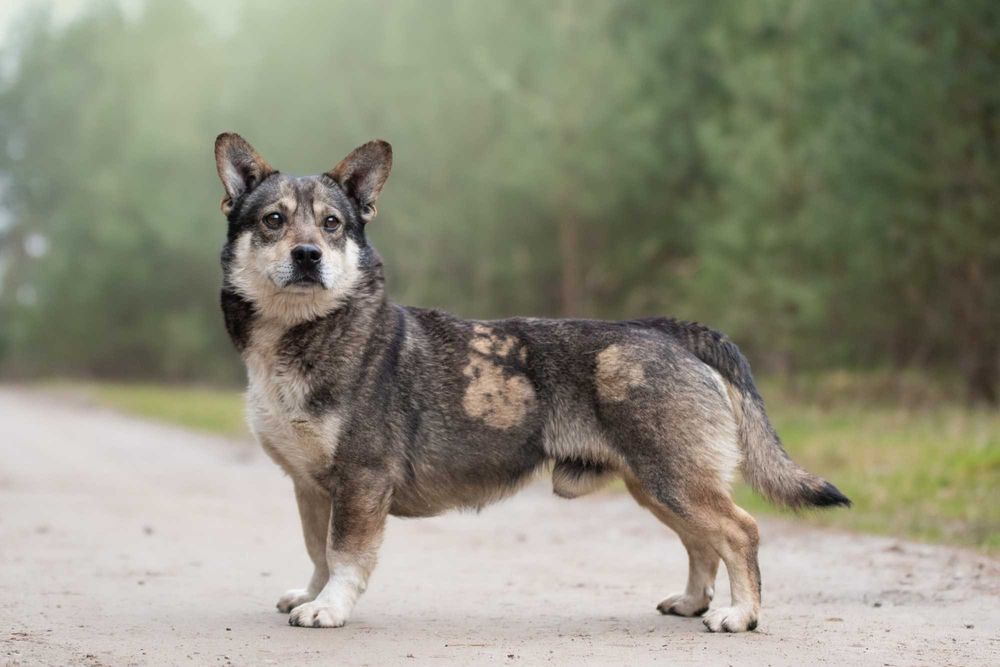 ATIN łagodny niewielki psiak na tropie dobrego domu
