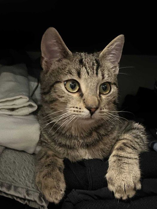 Kot chłopiec o imieniu Skaj