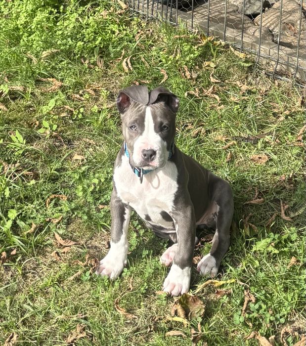 American stafordschire terrier