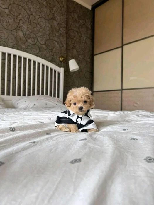 F2 Мальтипу мініки