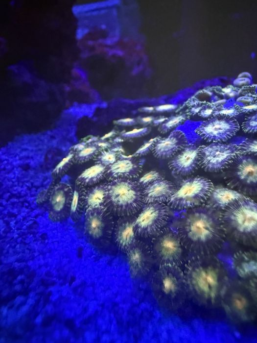 Corais Moles Faceis Zoanthus