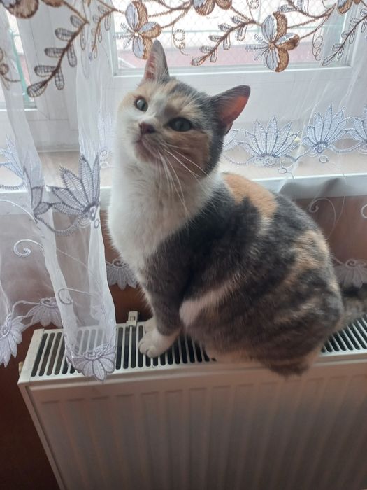 Адель проситься в сім'ю