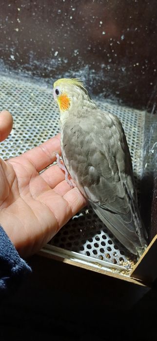 caturas  e  rosicollis  para Criar  a mão