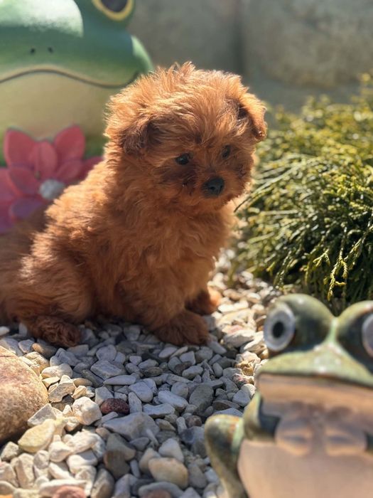 Szczeniak Pomapoo Pudel toy.