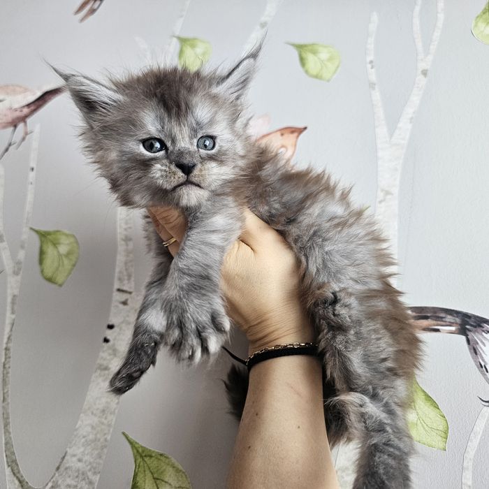 Koteczka   Maine coon rodowód FPL hodowlana