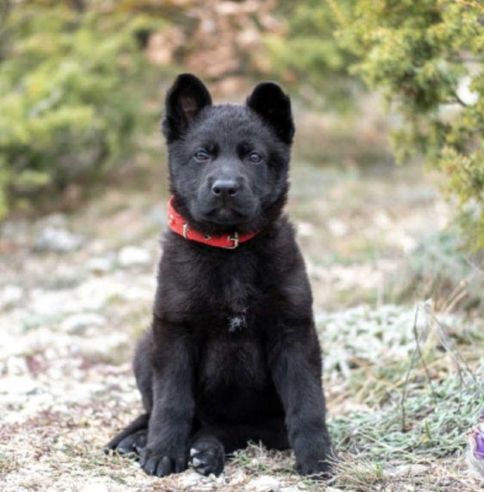 Pastor Alemão Preto  TOP