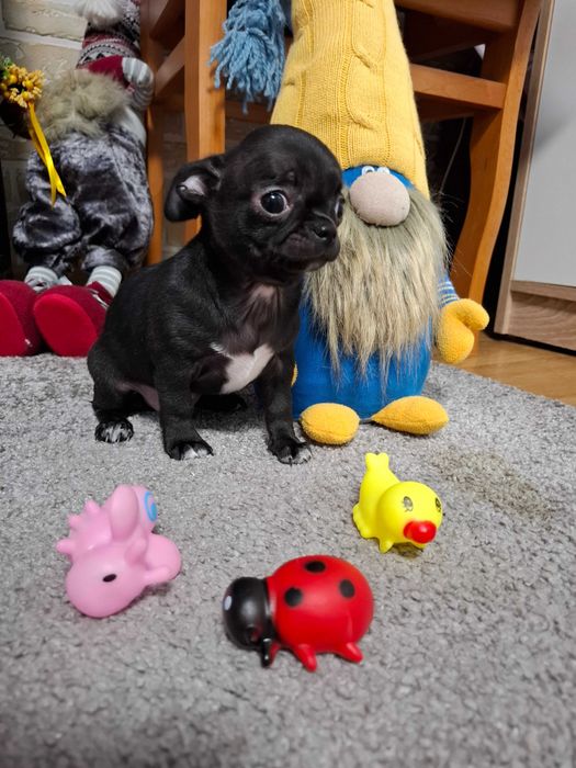 Szczeniak chihuahua klasy wystawowej gotowy do odbioru czarny Zorro.
