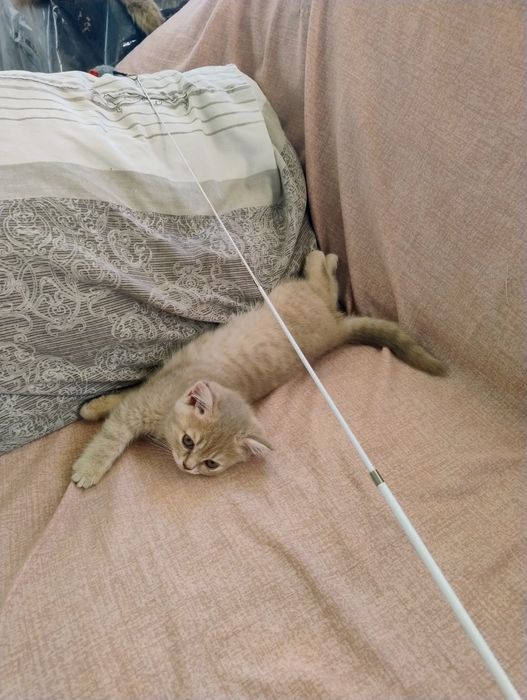 Шотландські кошенята