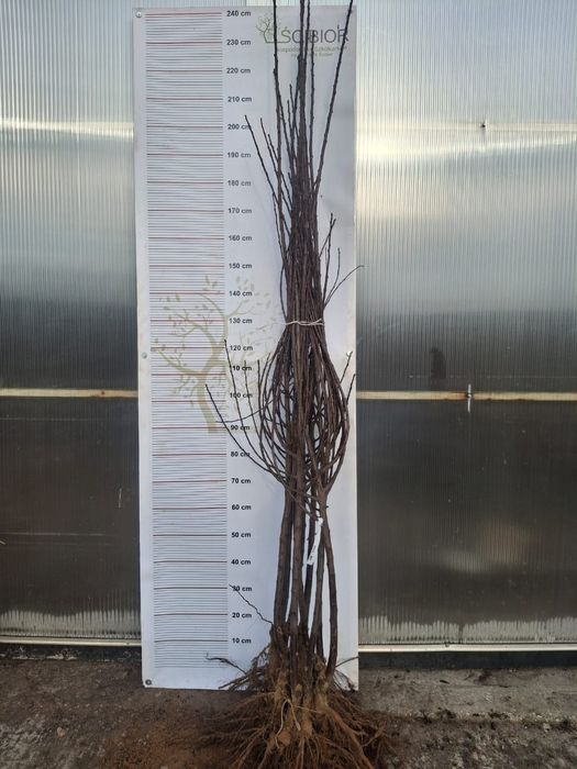 Wiśnia Sabina okulizowana na antypce