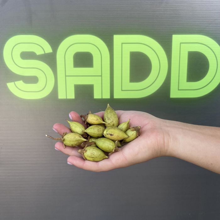 Насіння Павловнії Shan Tong уп. 200шт, Семена Павловнии із Безкош.дос