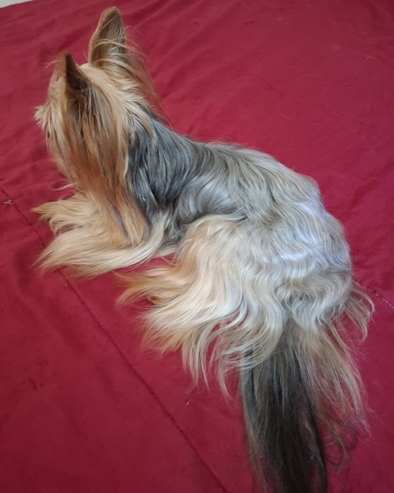 Yorkshire terrier macho para acasalar414933046767790081