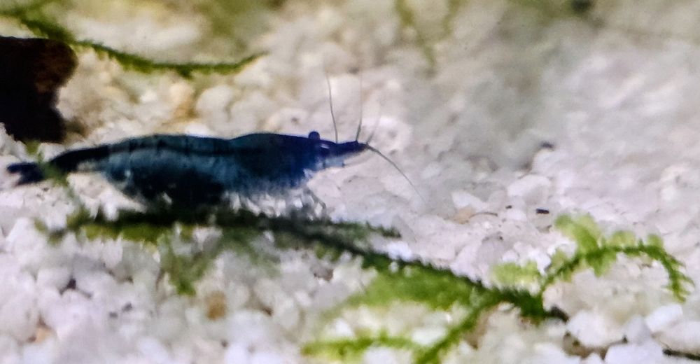 Neocaridina Davidi - Painted Red Fire/Blue Dream - Linhas Selecionadas