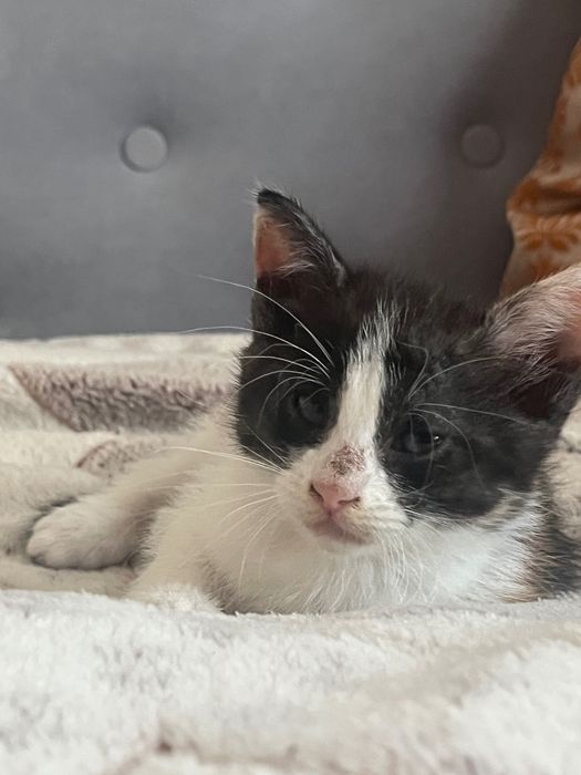 Котики безкоштовно