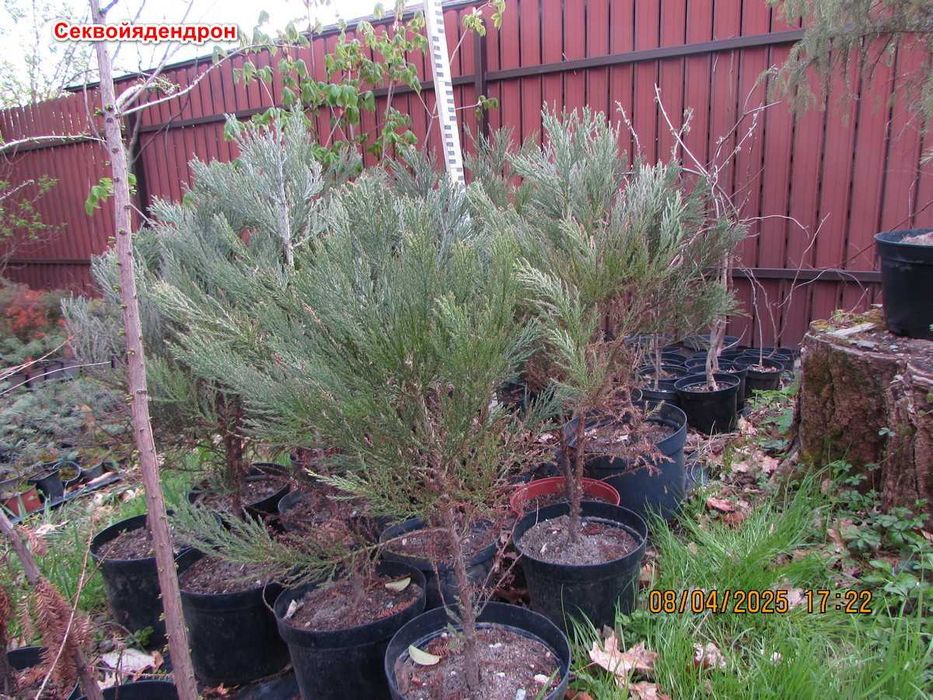 Секвойядендрон гігантський саджанці.Насіння. Sequoiadendron giganteum.