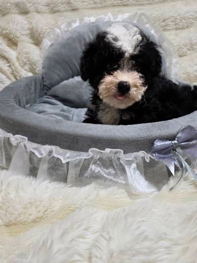 Необыкновенный мальчишка