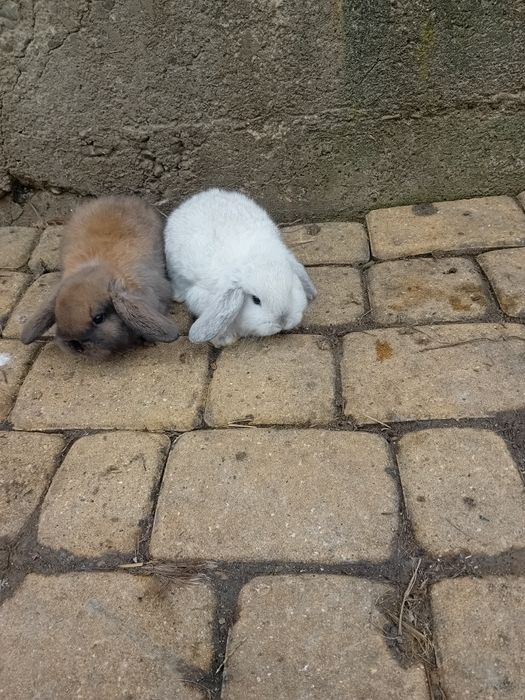 Króliczki mini lop