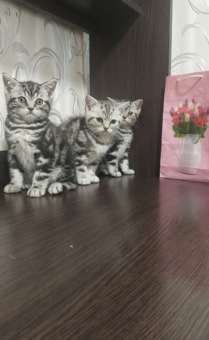 Мармурові кошенята