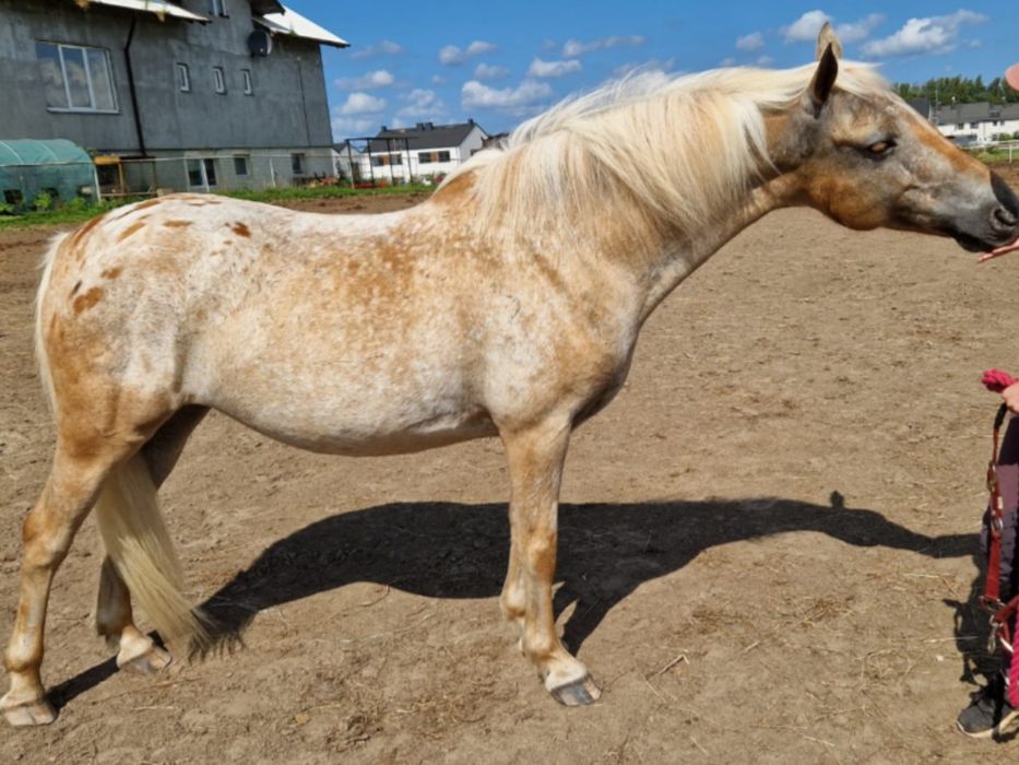 Irlandzki kucyk sportowy