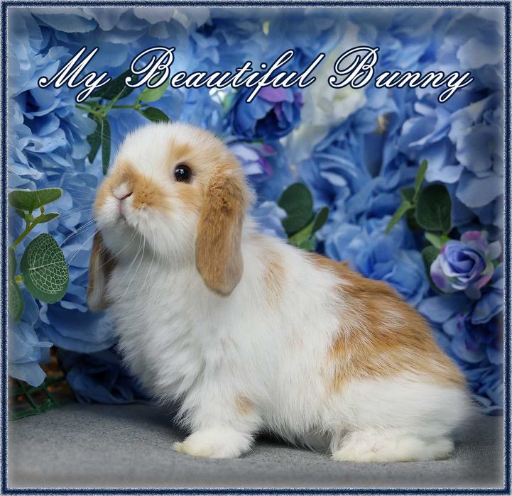 Piękny Młody Króliczek Mini Lop - Orange Butterfly