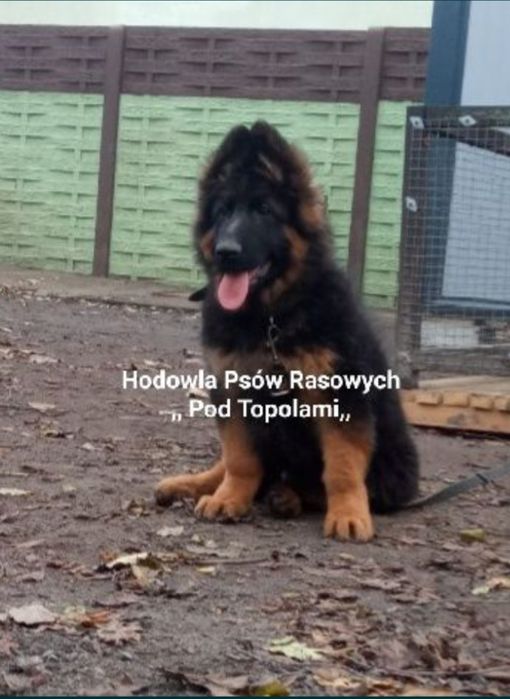 POTĘŻNY/Owczarek niemiecki długowłosy