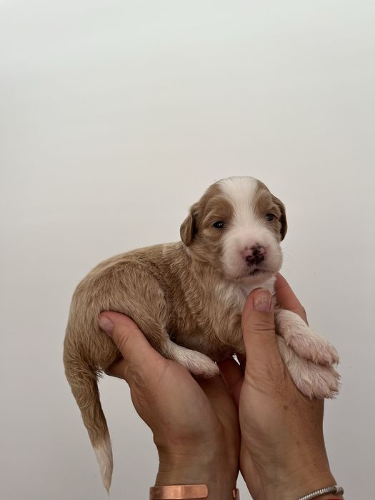 Wielopokoleniowy Aussiedoodle szuka domu.